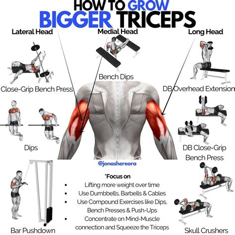 The Ultimate Tricep Workouts for Maximum Muscle Gai